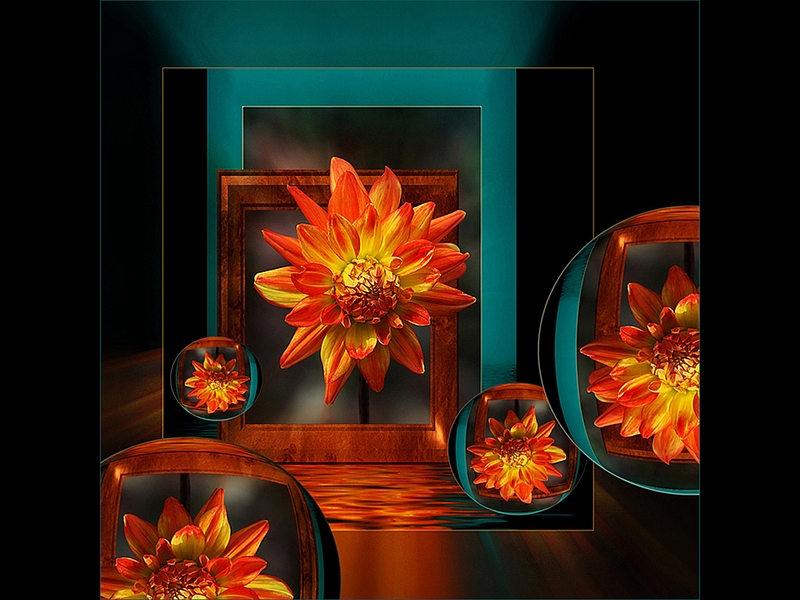 355 - DAHLIA IN FULL BLOOM 3 - SWINYARD BRIAN - united kingdom.jpg